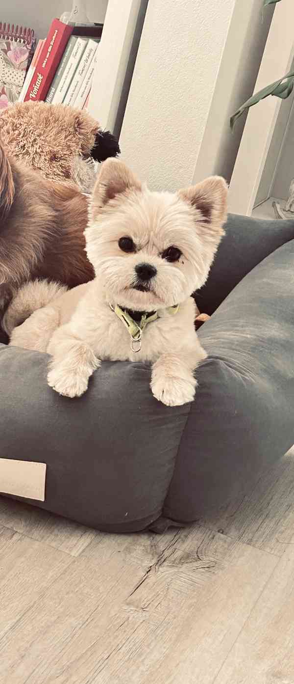 Pejsek ke kryti - foto 2