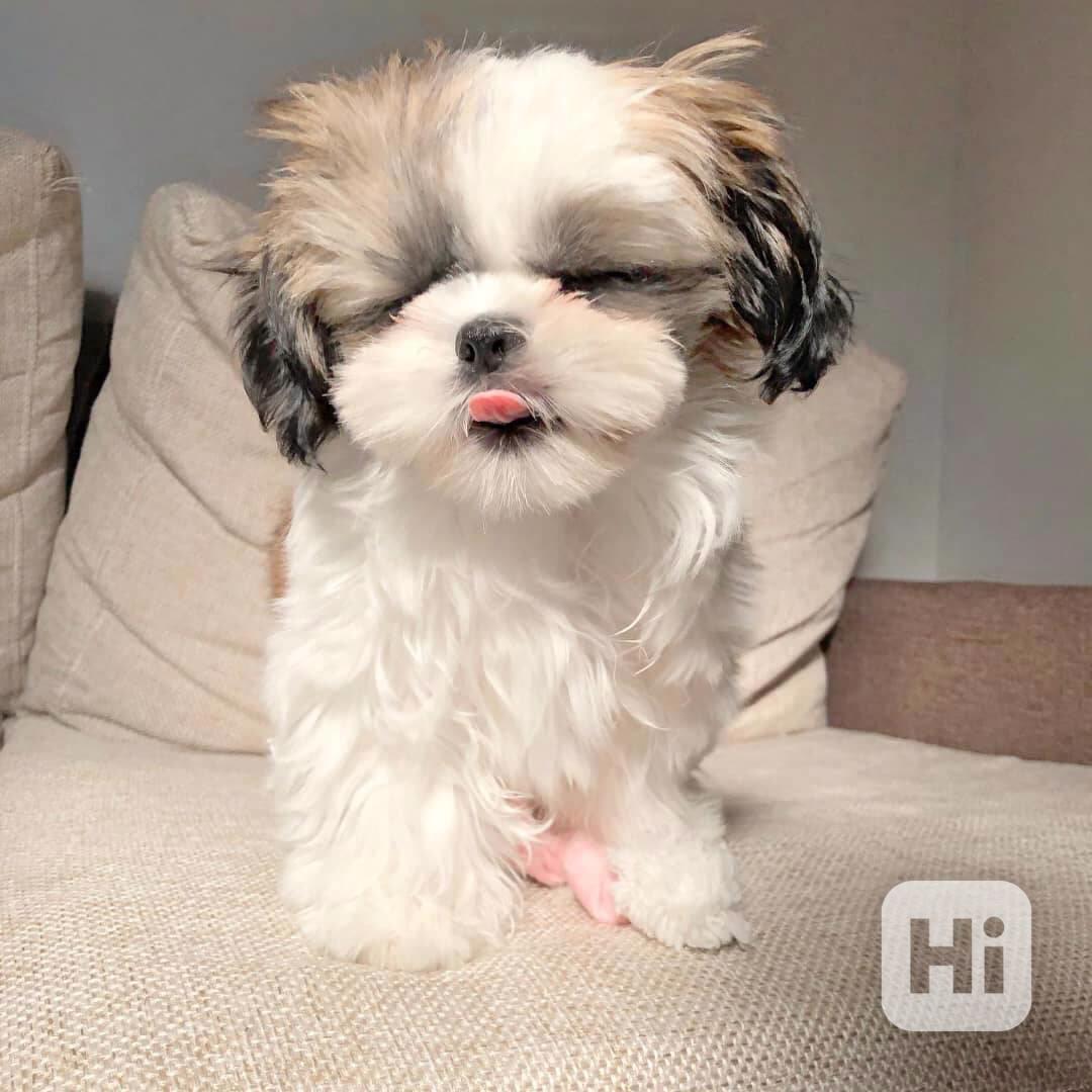Štěně Shih Tzu k adopci - foto 1