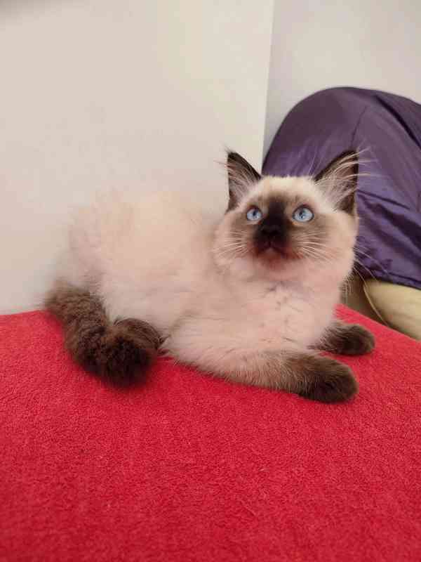 Ragdoll  - foto 3