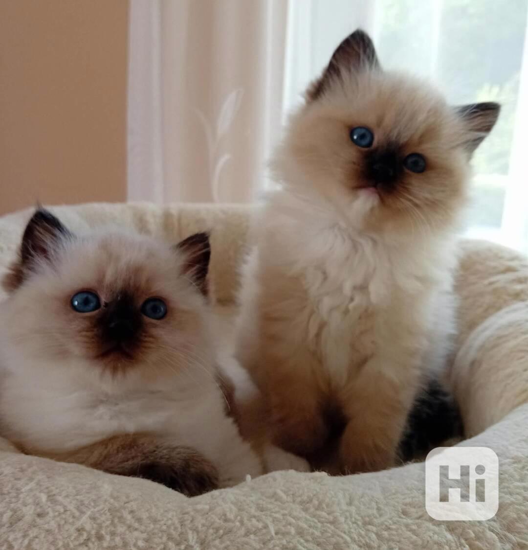 Koťatko Ragdoll - foto 1