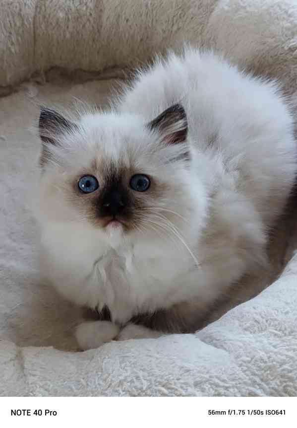Koťatko Ragdoll - foto 2
