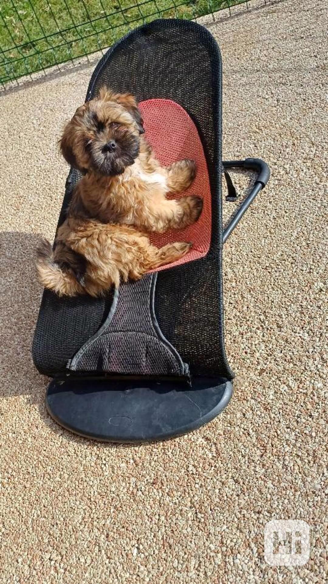 Prodám štěňata Lhasa Apso - foto 1