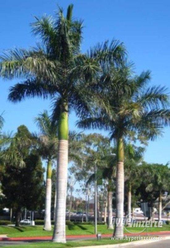 palma Roystonea regia - naklíčená semena - foto 1
