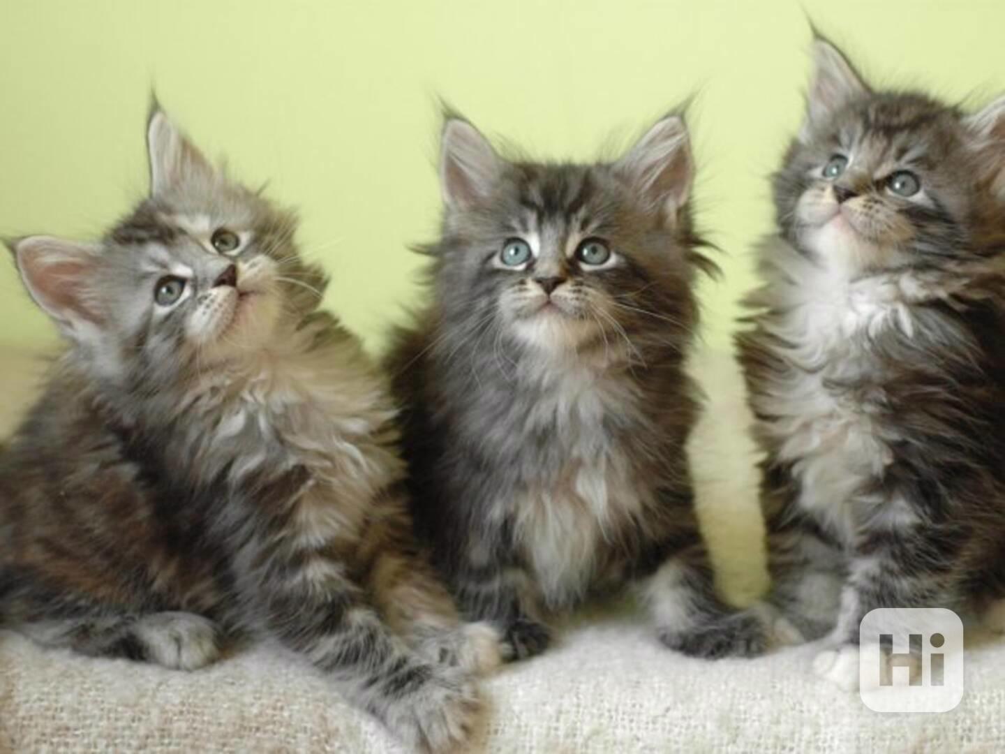 Koťátko Mainské mývalí kočky - foto 1