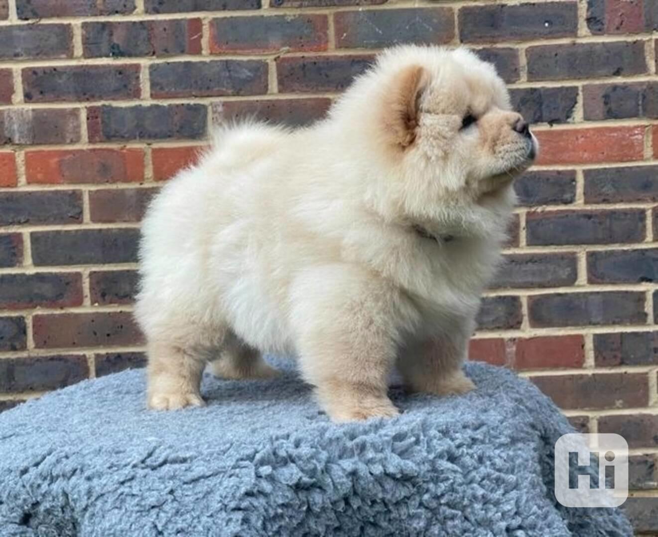 K dispozici roztomilá štěňata Chow Chow - foto 1