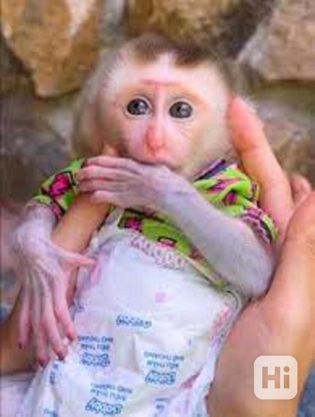 Samec a samice kapucínské opice Baby Face k adopci - foto 1