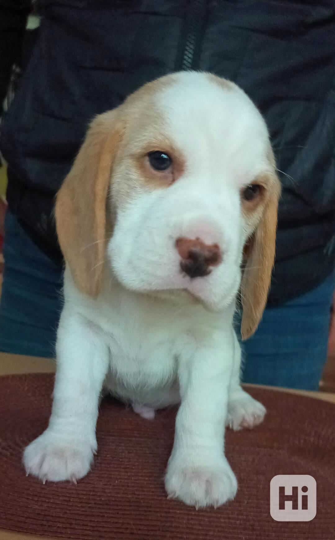 Beagle pejsek s PP - foto 1