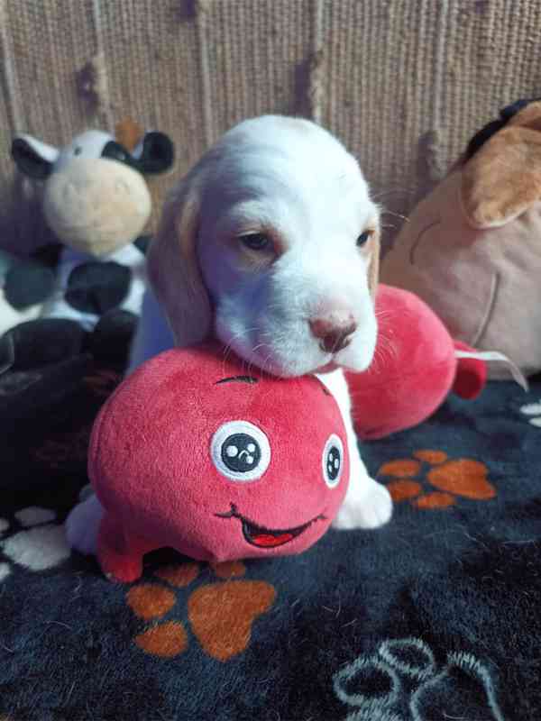 Beagle pejsek s PP - foto 5