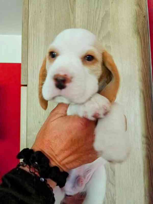 Beagle pejsek s PP - foto 4