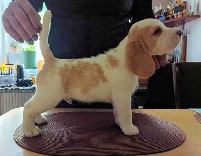Beagle pejsek s PP - foto 3