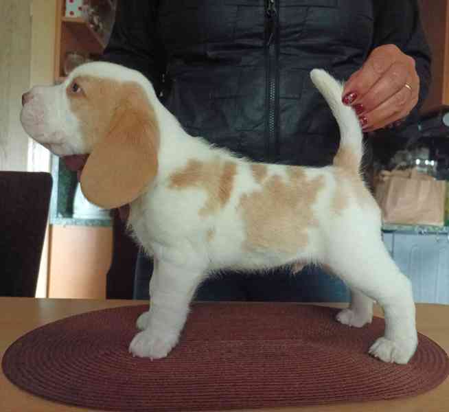 Beagle pejsek s PP - foto 2