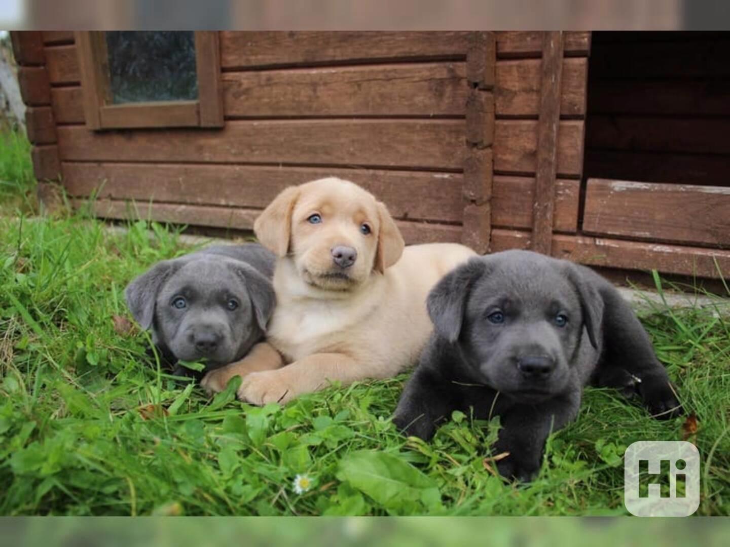 Labradorský retrívr - štěnata  bez PP - foto 1