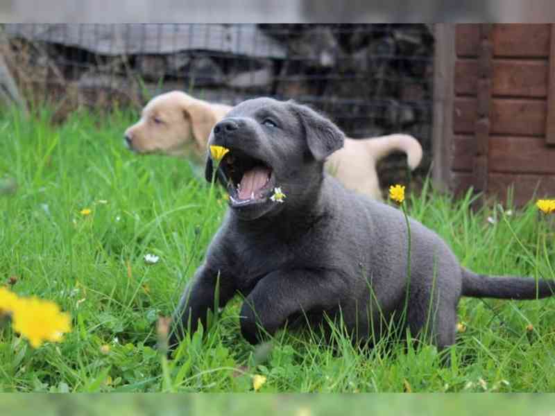 Labradorský retrívr - štěnata  bez PP - foto 2