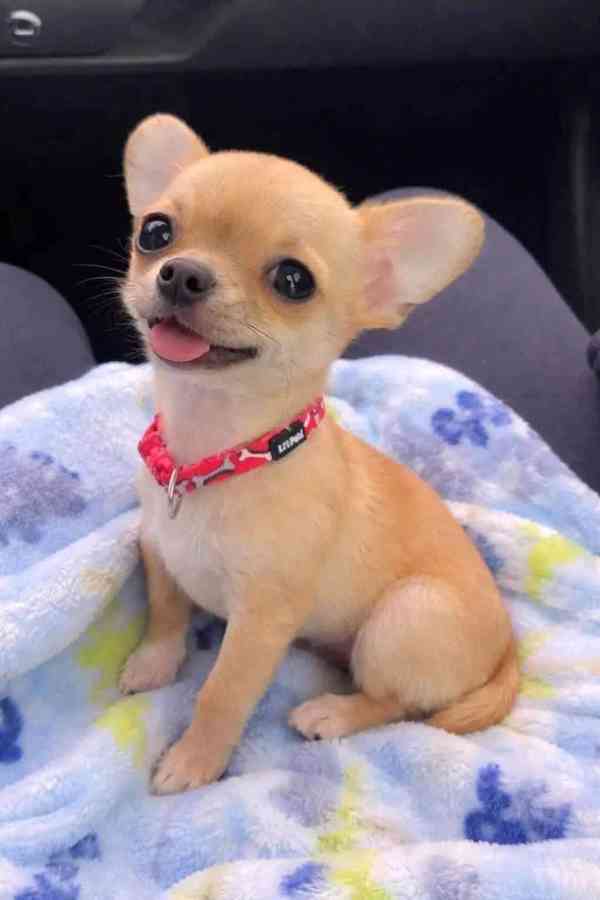 Štěňata čivavy - foto 2