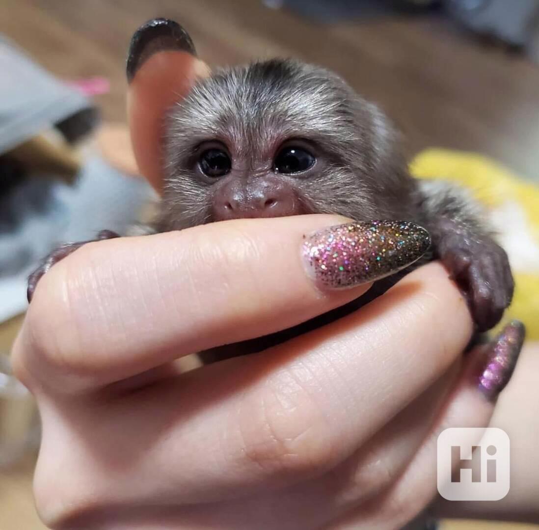 Rozkošné opice kosmani na prode - foto 1