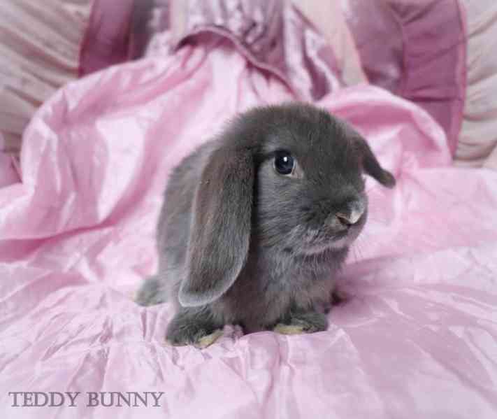 Mini lop - zakrslí králíčci na prodej - foto 2