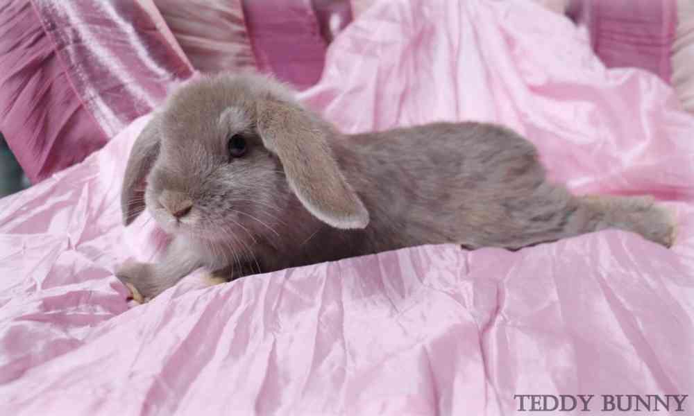 Mini lop - zakrslí králíčci na prodej - foto 4