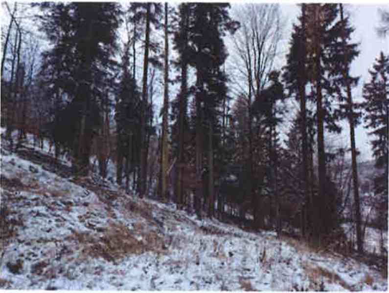 Prodej lesních pozemků o výměře 10232m2, k.ú. Trnava u Zlína - foto 5