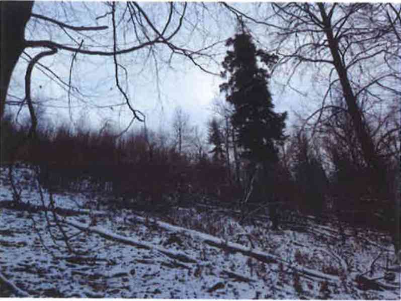 Prodej lesních pozemků o výměře 10232m2, k.ú. Trnava u Zlína - foto 2