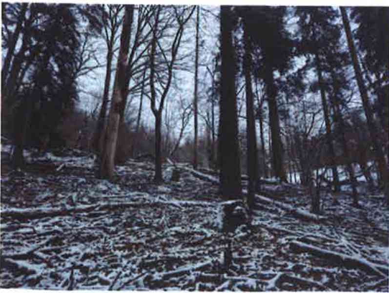 Prodej lesních pozemků o výměře 10232m2, k.ú. Trnava u Zlína - foto 4