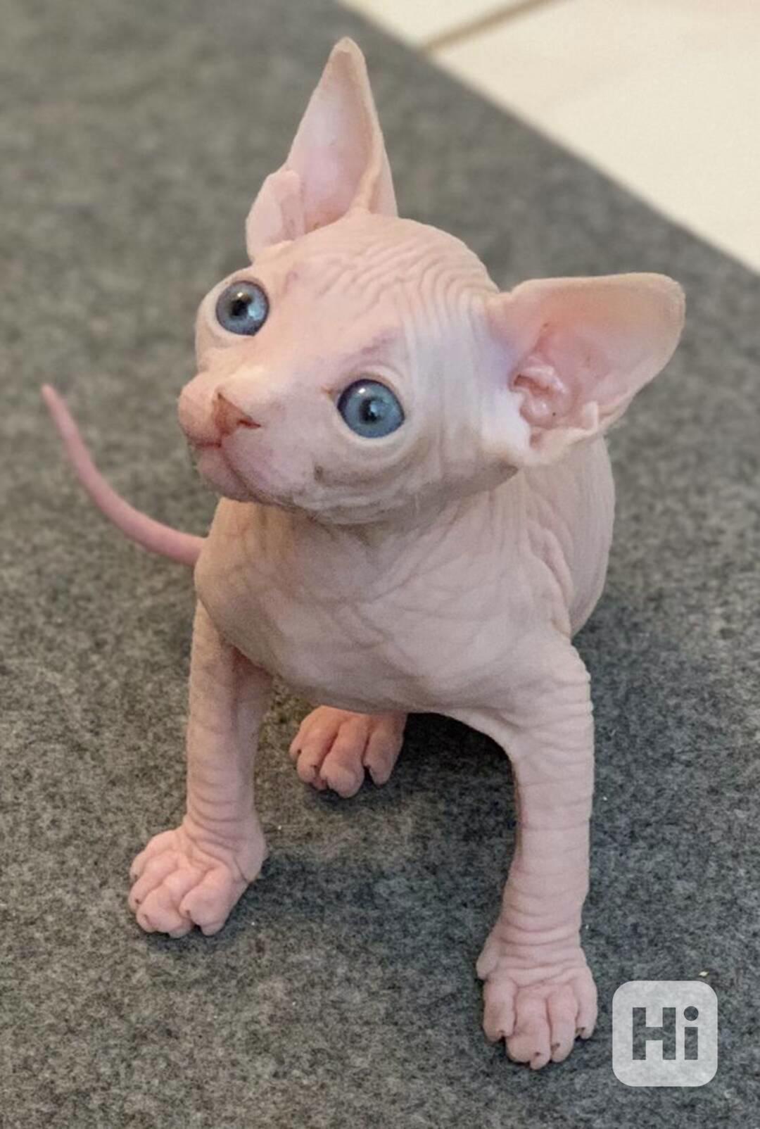  Munchkin sphynx koťata k bezplatné adopci  - foto 1