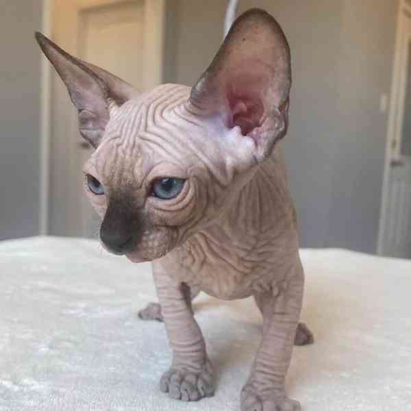  Munchkin sphynx koťata k bezplatné adopci  - foto 2