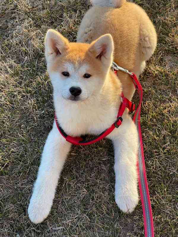 Rozkošná štěňata Akita Inu - foto 1