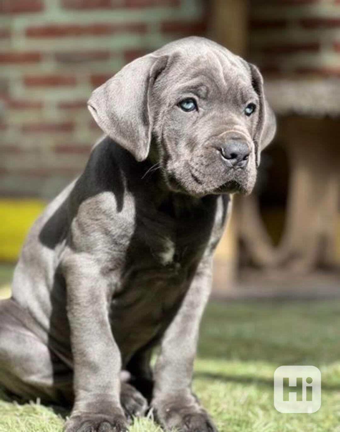 Cane Corso  - foto 1