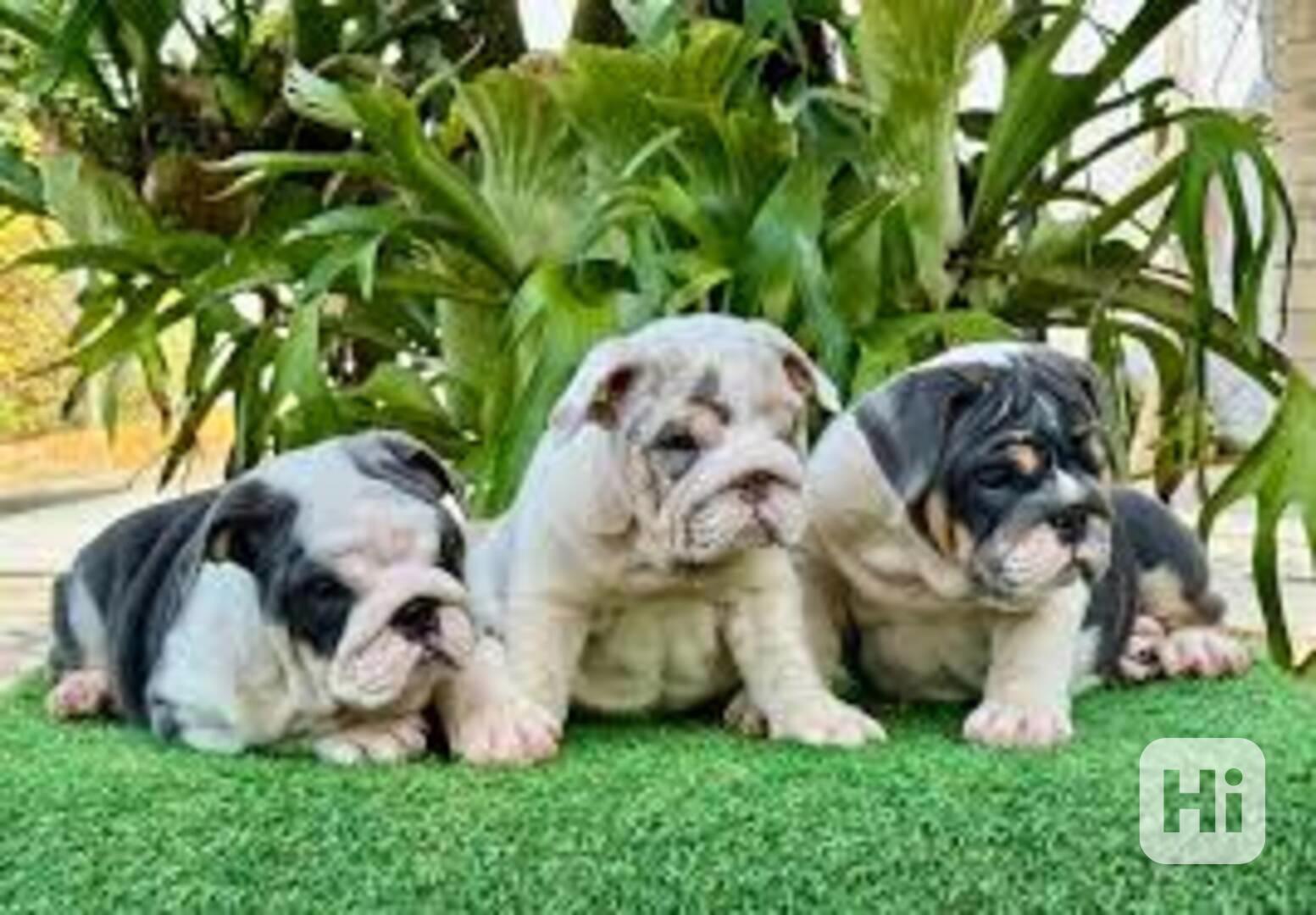 Nádherná štěňata anglického buldoka - foto 1