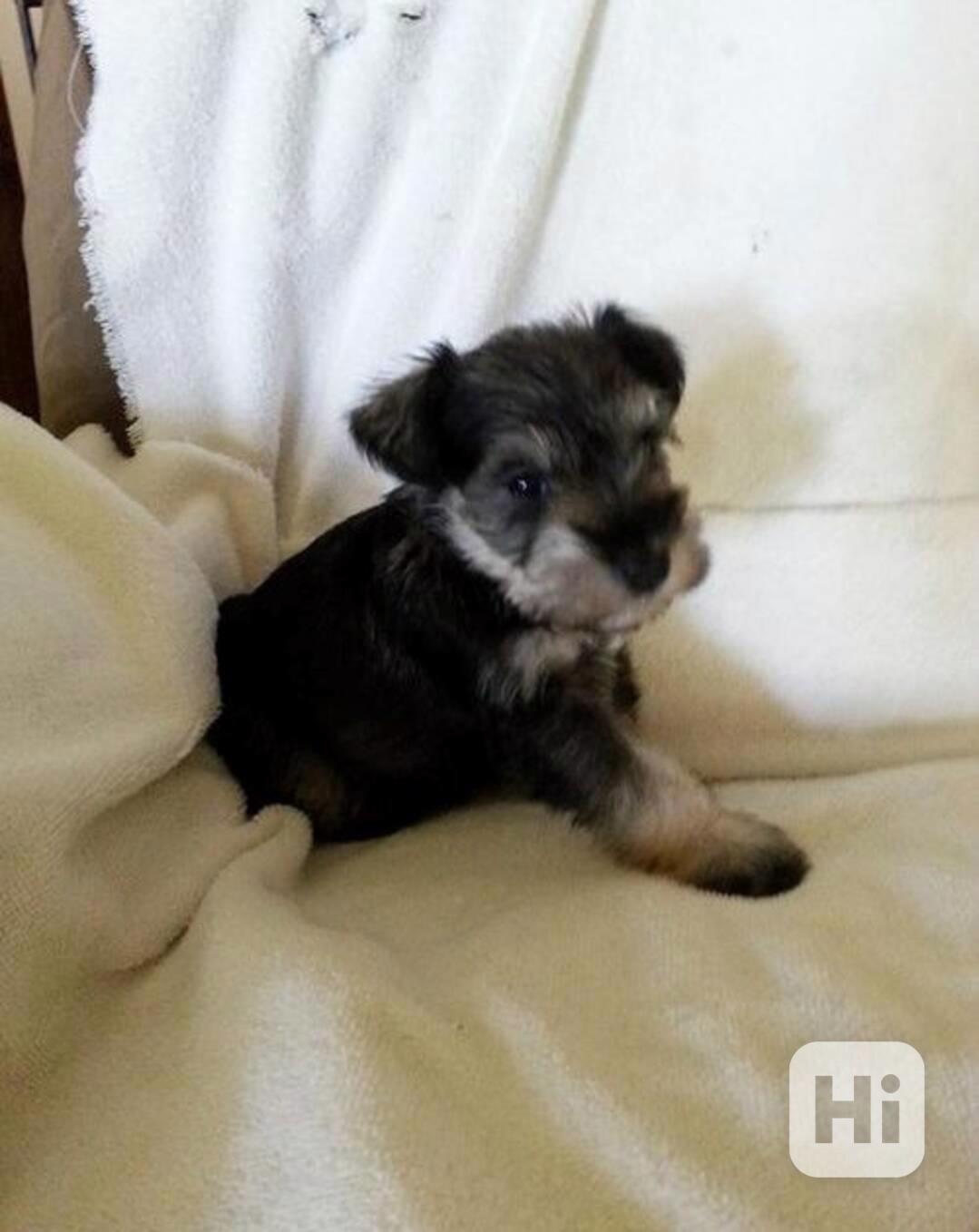 Štěňata miniaturního knírače vycvičená doma - foto 1