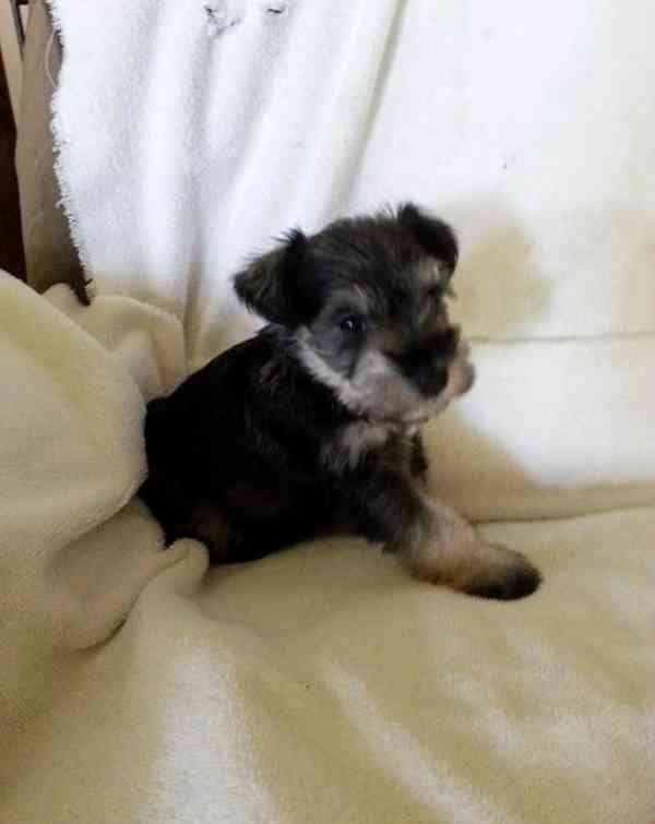 Štěňata miniaturního knírače vycvičená doma - foto 1