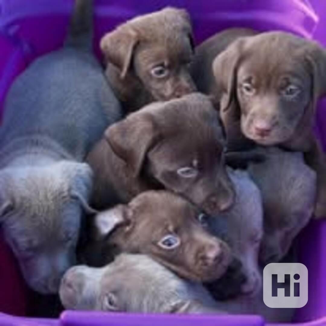 Nabízíme labradorského retrívra - foto 1