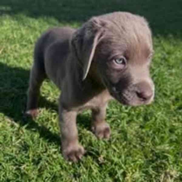 Nabízíme labradorského retrívra - foto 2