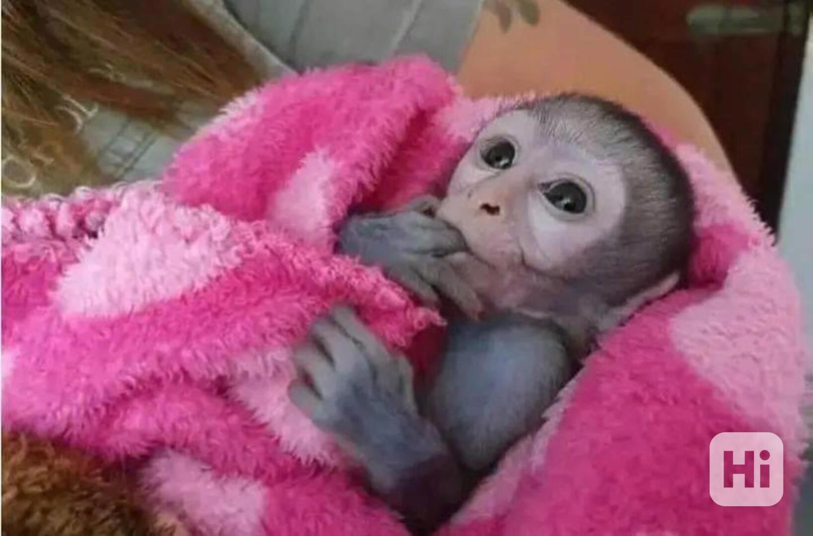 Úžasná kapucínská opice - foto 1