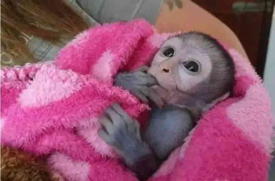 Úžasná kapucínská opice