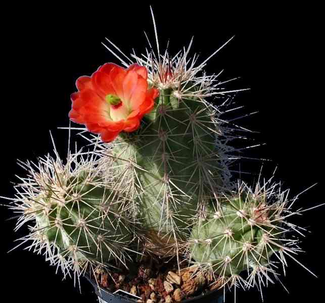 semena kaktus Echinocereus triglochidiatus