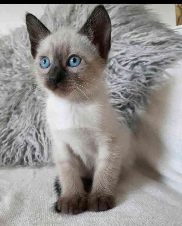 Siamská koťátka k volné adopci   - foto 1