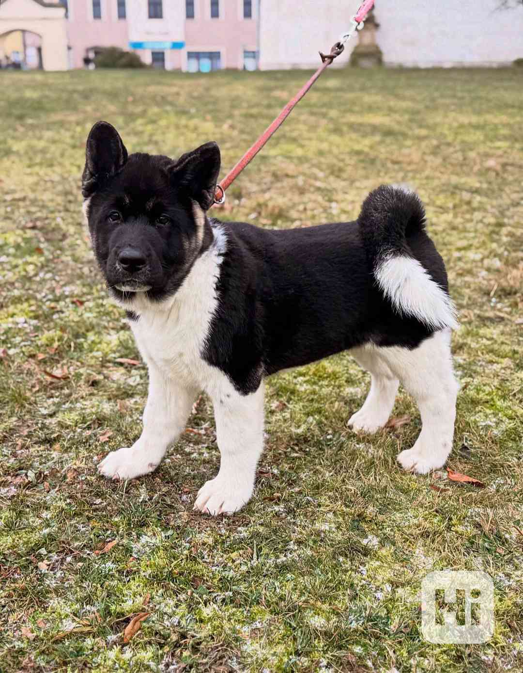 Štěňátka Americká akita  - foto 1