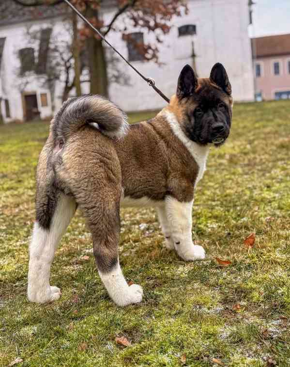 Štěňátka Americká akita  - foto 17