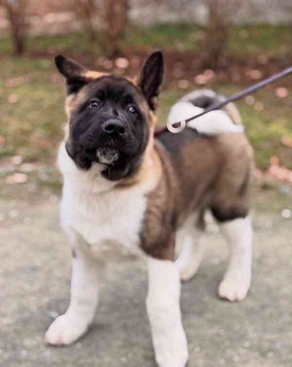 Štěňátka Americká akita  - foto 12