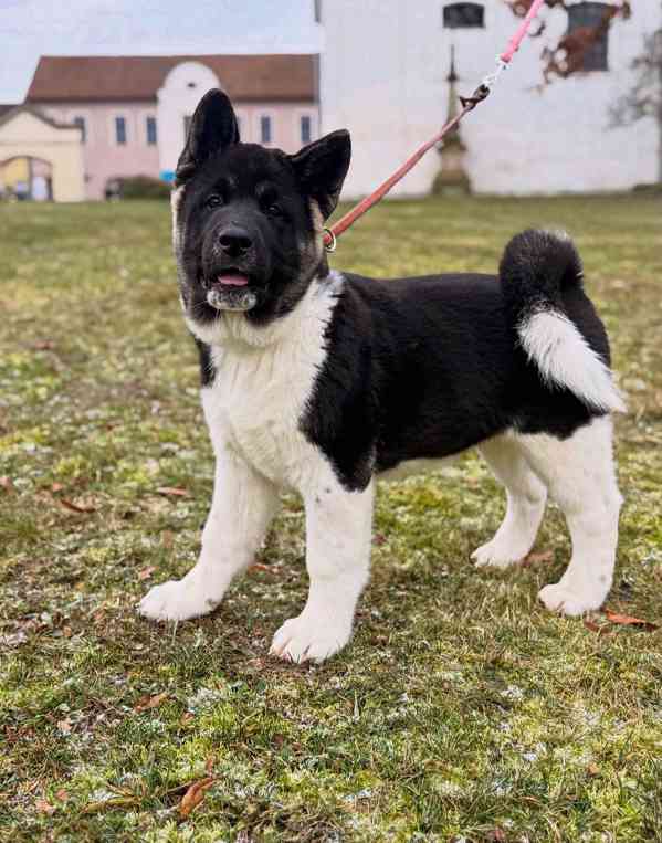 Štěňátka Americká akita  - foto 2
