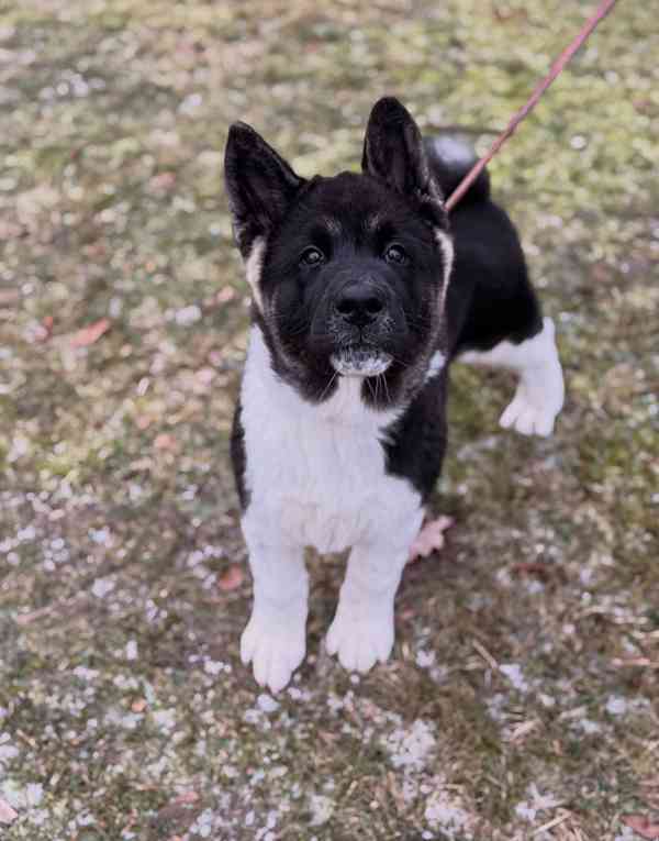 Štěňátka Americká akita  - foto 3