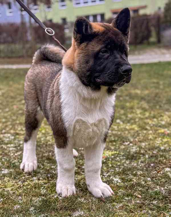 Štěňátka Americká akita  - foto 15