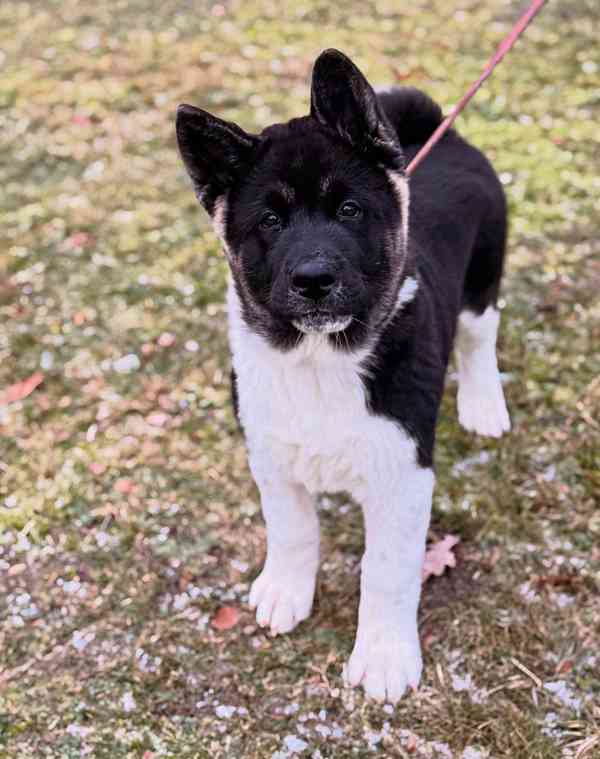Štěňátka Americká akita  - foto 5