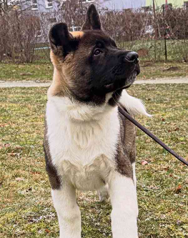Štěňátka Americká akita  - foto 9