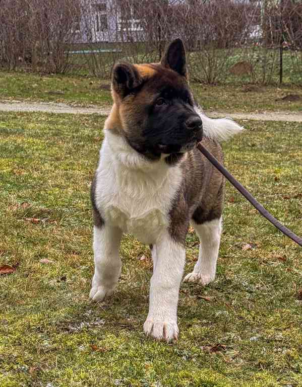 Štěňátka Americká akita  - foto 13