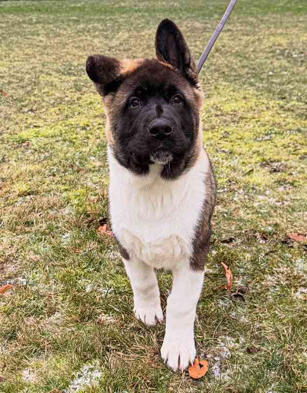 Štěňátka Americká akita  - foto 10