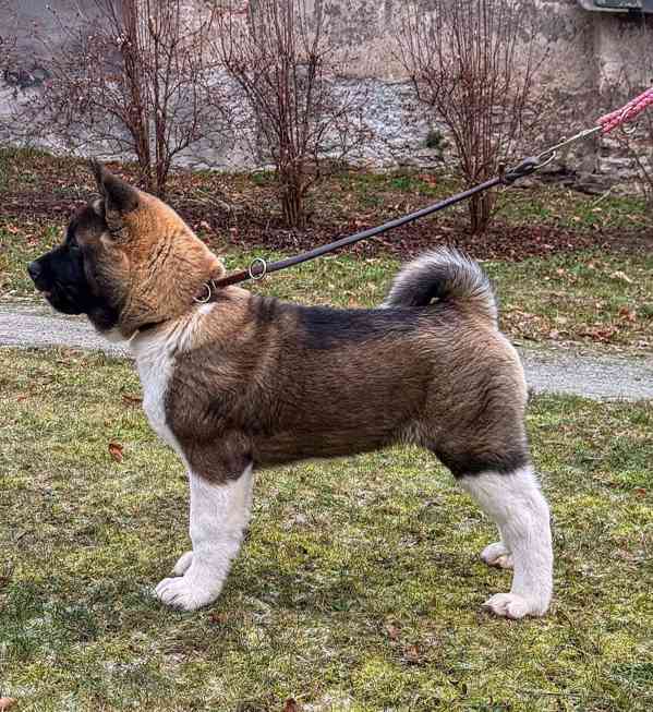Štěňátka Americká akita  - foto 16