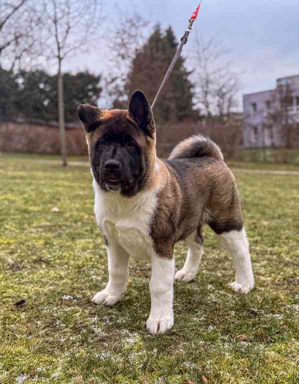 Štěňátka Americká akita  - foto 14