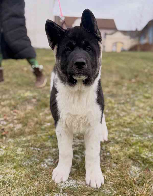 Štěňátka Americká akita  - foto 7